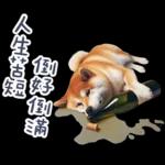 醉酒柴柴✩一醉方休