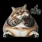 แมวถังแกสอ้วนตุ้บ 03