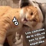 Tu respuesta