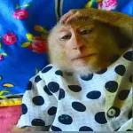 STAR WARS A NEW HOPE