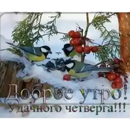 живые1
