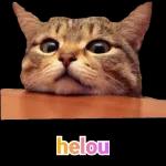 memes