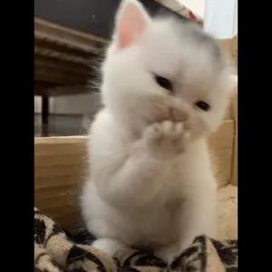YsuKwJ
