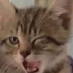 The cat is wearing glasses and reading a newspaper.