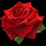 شكرا
يبارك فيك