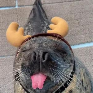 VaBdJb