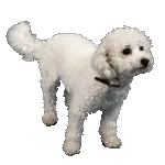 ialuronico