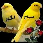 ویر
صبحكم الله بالخير