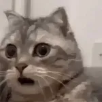 gatos 