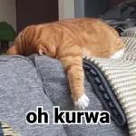 Katzen