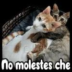 no molestes che