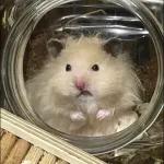 Hamsters