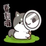 问问题： 柴犬的回答