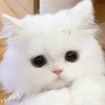 kucing ngambek 