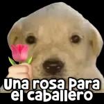 dios mio como es posible este suceso
