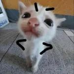 gato