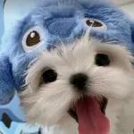 汪！