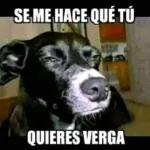 callate o te corto el pito