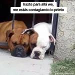 potaxuee