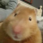 Hamsters