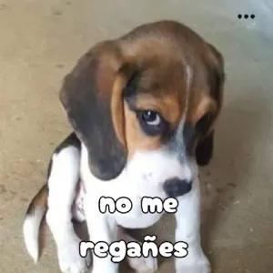 no me regañes - getsticker.com
