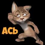 cat