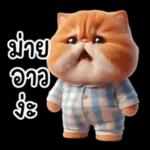 แมวขี้โมโหในชุดนอนสีอ่อน