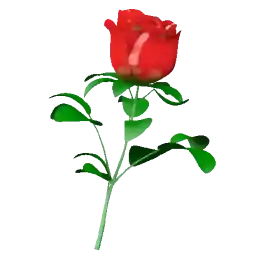 цветы