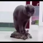 Videocats