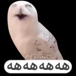 صباح الورد