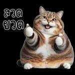 แมวถังแกสอ้วนตุ้บ 03