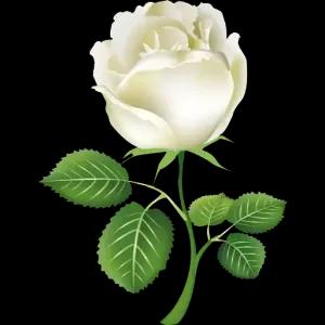 A white rose is a symbol of purity and innocence. It is often given as a gift to express love and appreciation. - getsticker.com