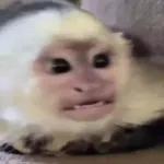 Monkeys
                            Get buck