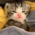 Demasiado sueño😴