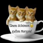 Kätzchen😘