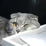 Catchain
                            Catchain