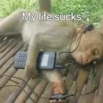 Cute monkey stickers