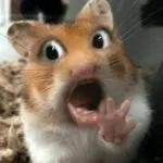 Hamster is screaming.