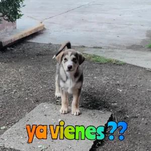 dyXgku