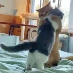 골드브라운 토피넛 라떼