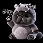 แมวดำ ฮิปโปแคระ