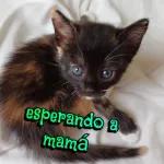 gaticos