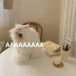 Catchain
                            Catchain