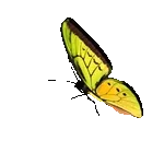 Love is the flower you've got to let grow.