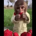 Monkey
