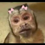 monito 