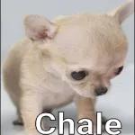 perrito