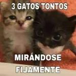 3 gatos tontos mirándose fijamente