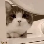 Cat video 