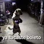 paquete 